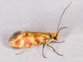 Micropterix tunbergella
